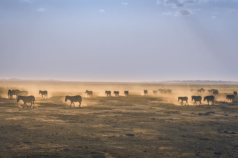 herd of zebra on sand field, herd of zebra on landscape field HD wallpaper