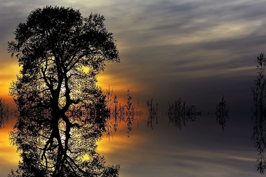 reflective photography of silhouette of tree, nature, sky, landscape HD wallpaper