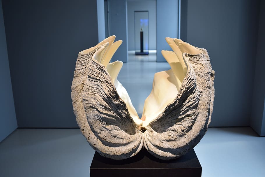 shell, museum, sculpture, artwork, art museum, close, indoors HD wallpaper
