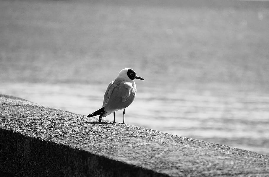 tern, seagull, bird, animal, black and white, wild nature, sea ​​bird HD wallpaper