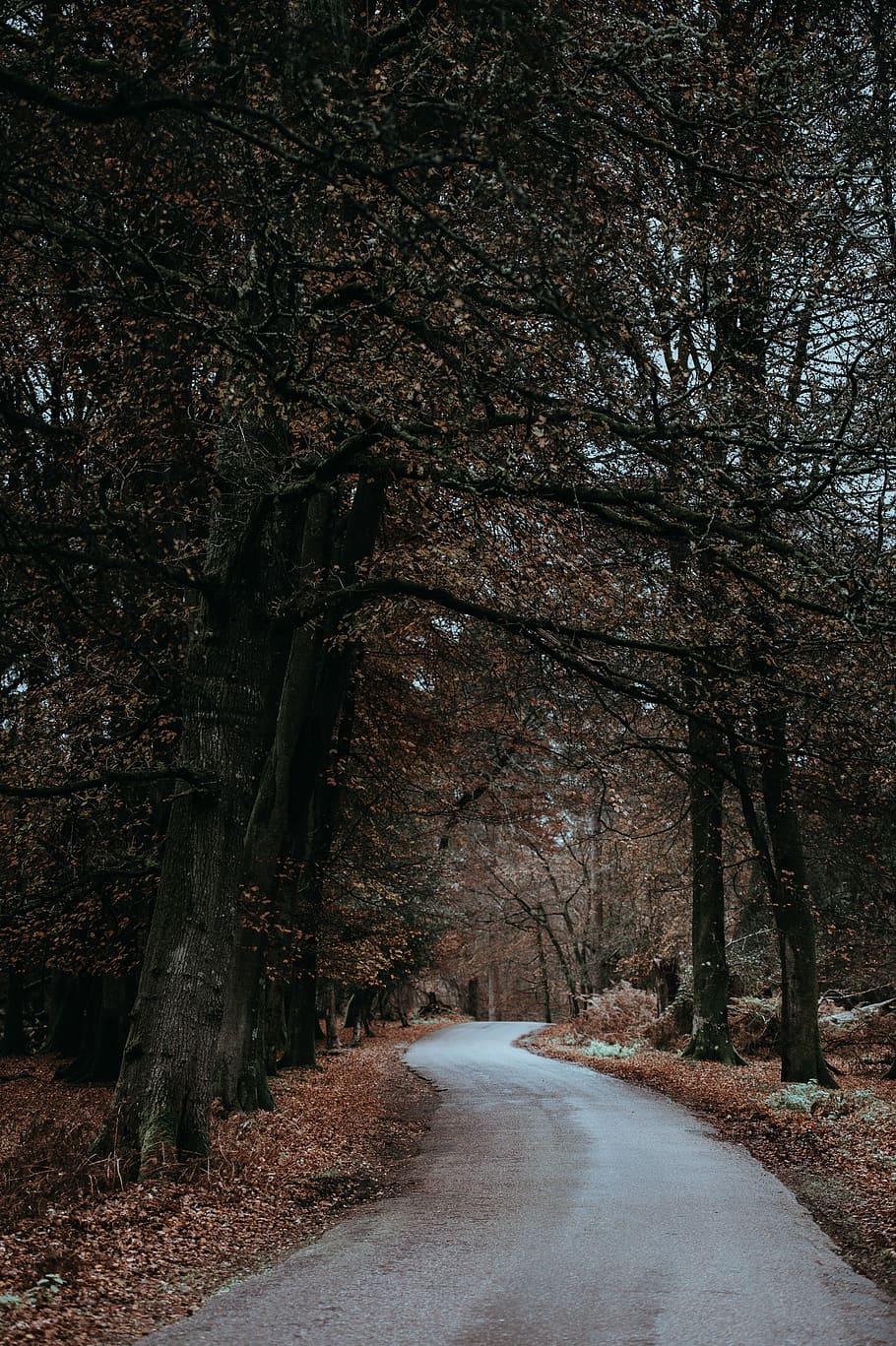 gray soil between trees, gray road surround by trees photo, woodland HD wallpaper