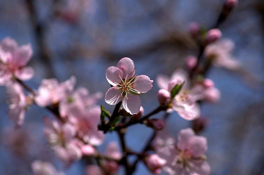 flower, pink, fruit tree, nature, flowering plant, fragility HD wallpaper