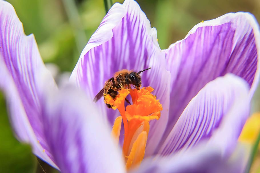 wasp, crocus, purple flower, pollen, spring flower, crocus flower HD wallpaper