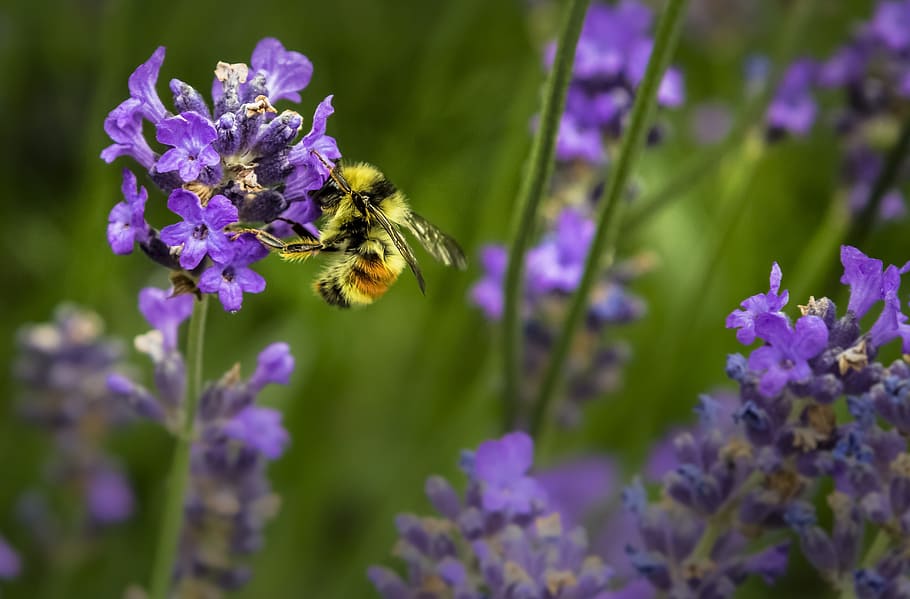 Bumble bee on purple petaled flowers during daytime, bloom HD wallpaper