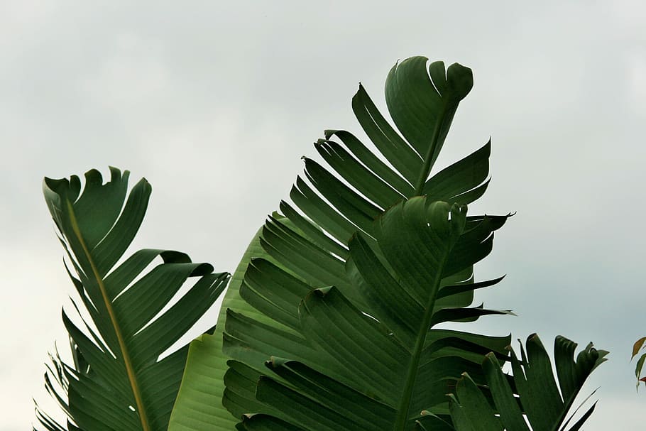 Fine Décor Fine Decor South Beach Palm Leaf Emerald Wallpaper  verycouk