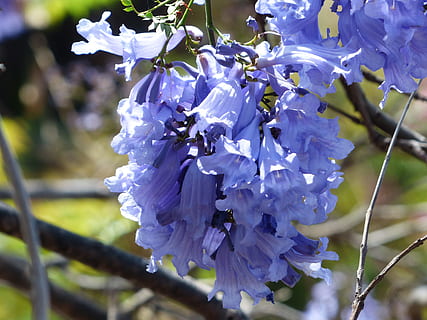 flowers, light blue, purple, tree, trumpets, rosewood tree HD wallpaper
