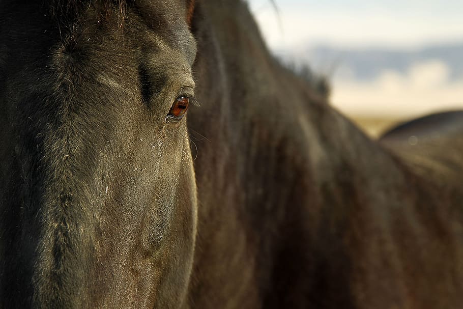 selective focus photography of black horse, equine, eye, face HD wallpaper