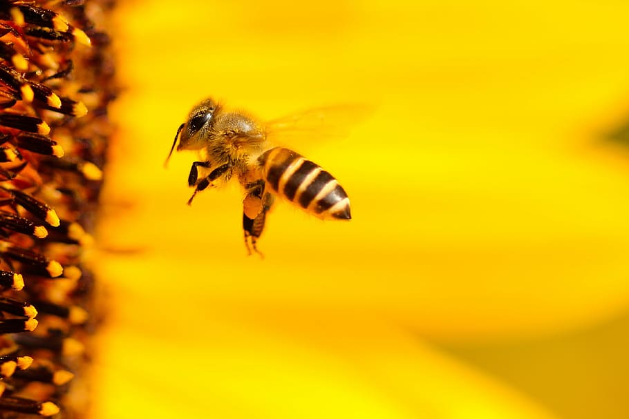 macro shot photography of honey bee near flower, insect, sun flower HD wallpaper