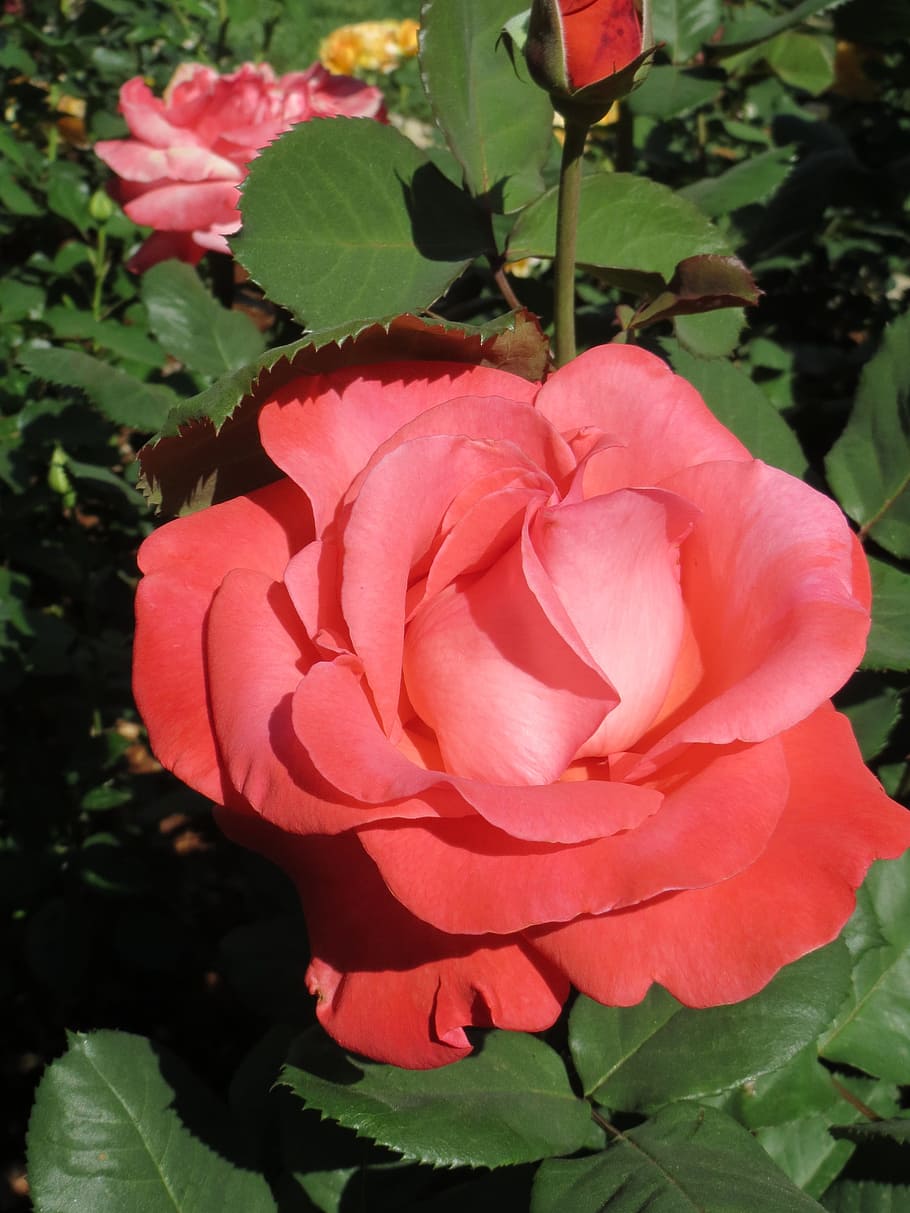 rose, closeup, flower, blossom, red, fresh, bloom, color, plant HD wallpaper