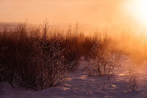 green grass field, frosty, snow, snowfall, winter, wintry, white HD wallpaper