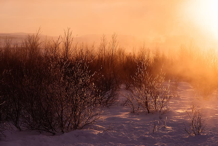 green grass field, frosty, snow, snowfall, winter, wintry, white HD wallpaper