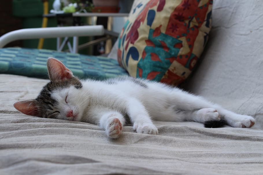 Cat, Young, Pet, Sleep, Cute, young cat, domestic cat, pets HD wallpaper