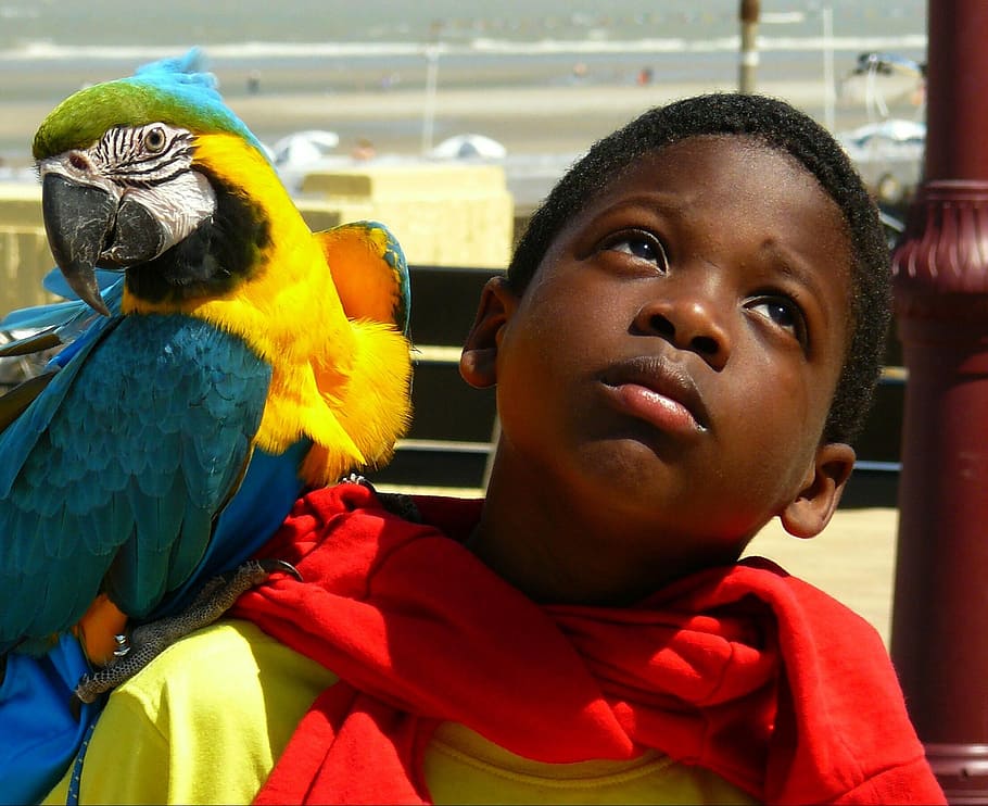 yellow and blue parrot on boy's shoulder, child, portrait, animal HD wallpaper