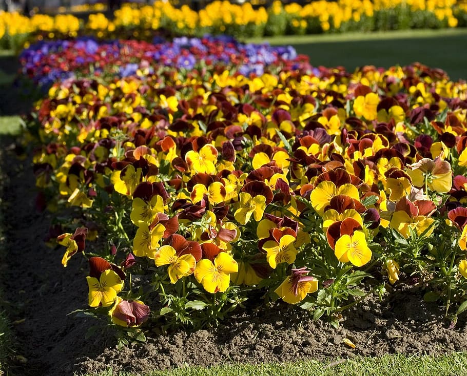 pansy, flower, flowers, bed, flowerbed, bloom, blossom, spring HD wallpaper