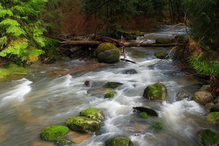 Creek, Water, River, Forest, Outdoors, park, nature, no people HD wallpaper