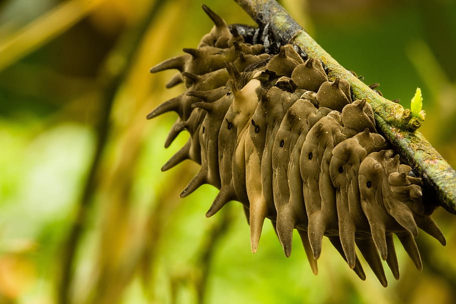 cocoon, spikes, insect, spiked, brown, twig, garden, plant HD wallpaper