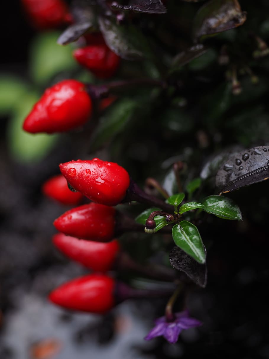 Ornamental, Peppers, Fruits, Chili, Berry, ornamental peppers, HD wallpaper