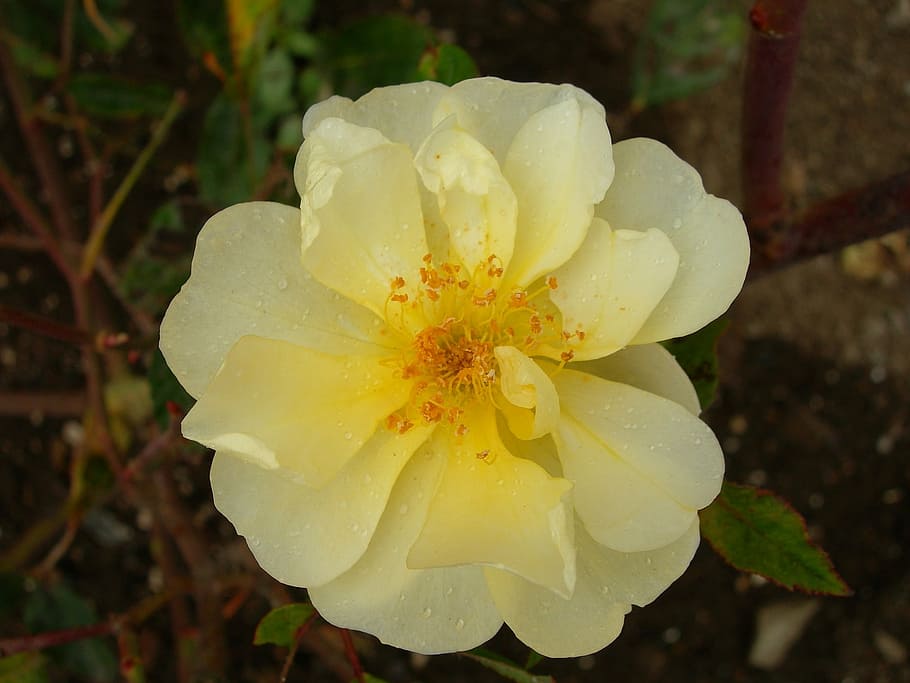 rose, yellow, bloom, blossom, garden, macro, outdoors, petals HD wallpaper