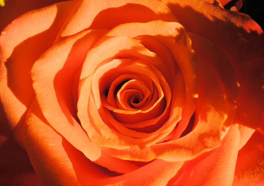 rose, orange, nature, flower, orange rose, rose bloom, rose - flower HD wallpaper