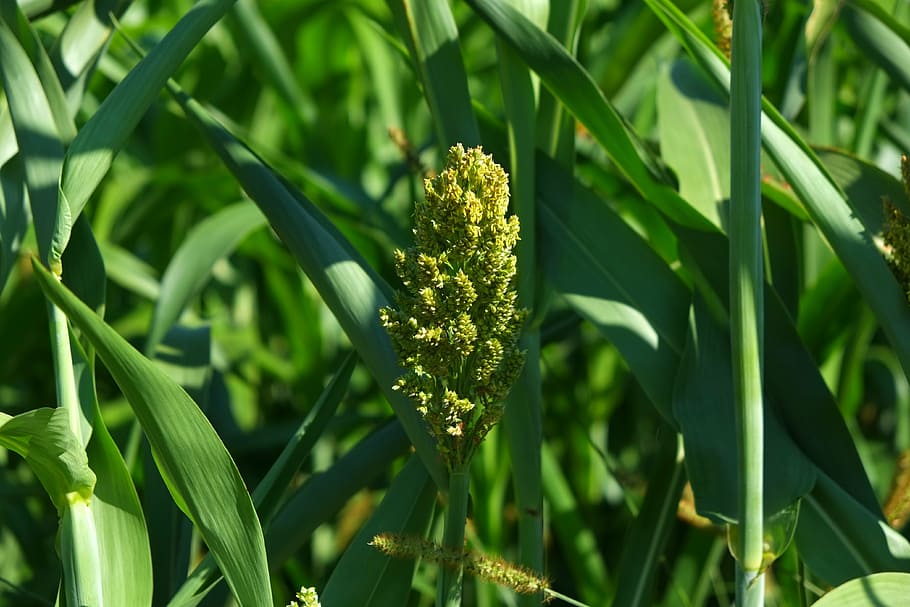 corn, mais dolden, cornfield, agriculture, plant, corn on the cob HD wallpaper