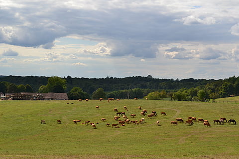 fields, herd, cows, horses, farm, agriculture, cattle, nature HD wallpaper