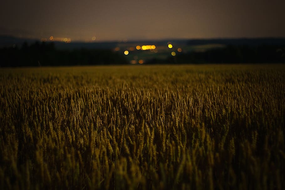 lights, field, nature, landscape, outdoor, agriculture, summer HD wallpaper