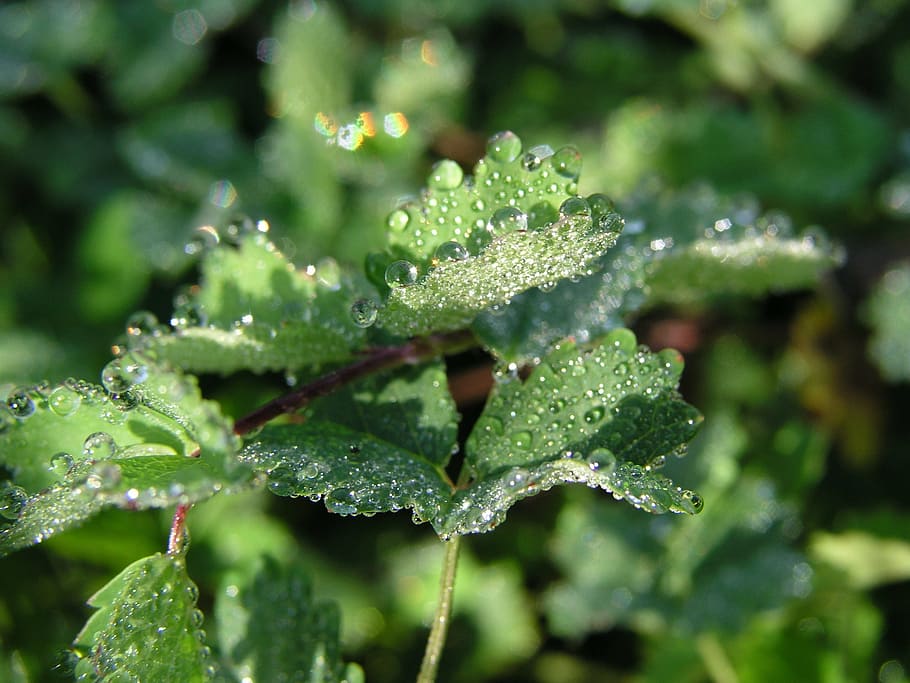 dew, sun, drip, water, drop of water, morning, dewdrop, leaf HD wallpaper