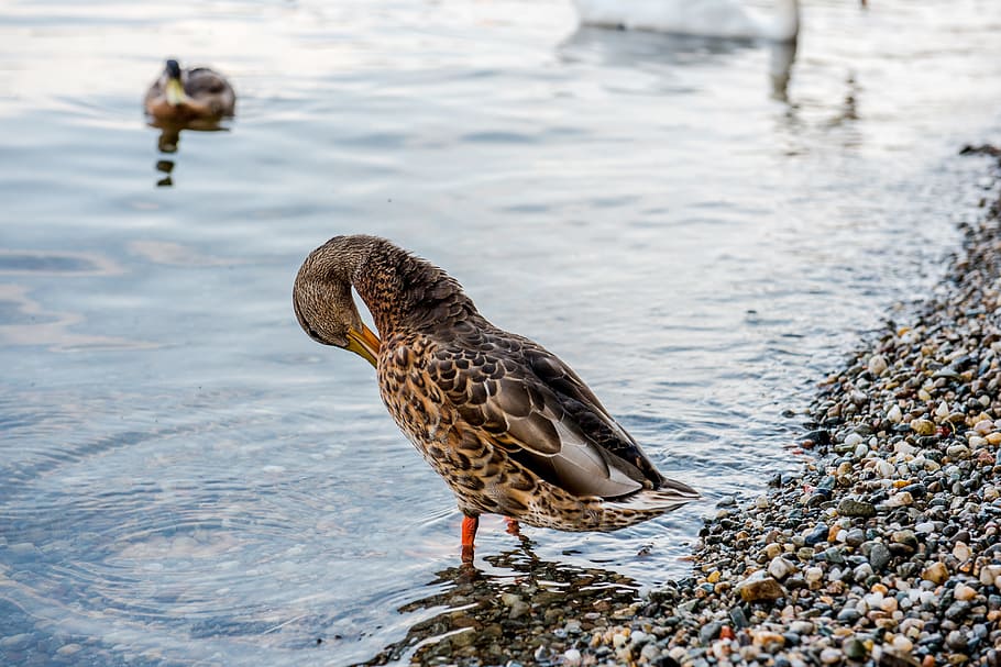 Duck, Nature, Animal, Water, Movement, wild, bird, swim, color, HD wallpaper