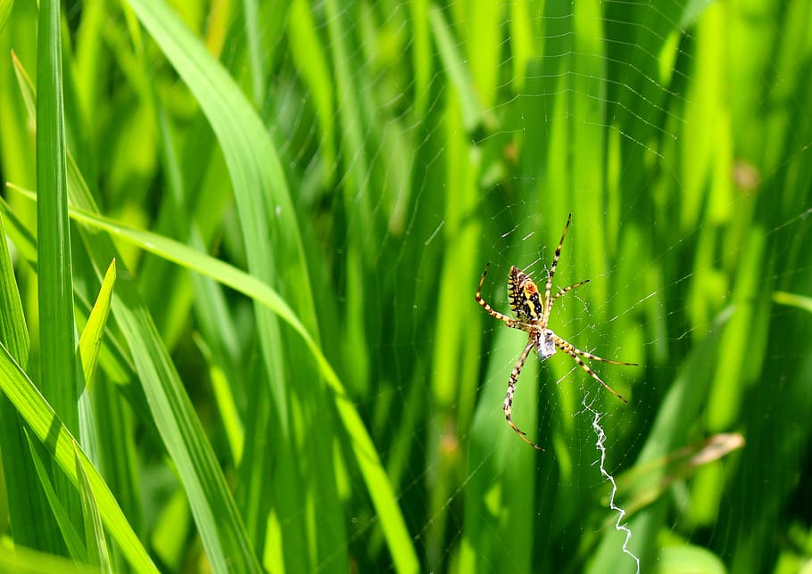 spider, natural, green, nature, green color, invertebrate, animal themes HD wallpaper