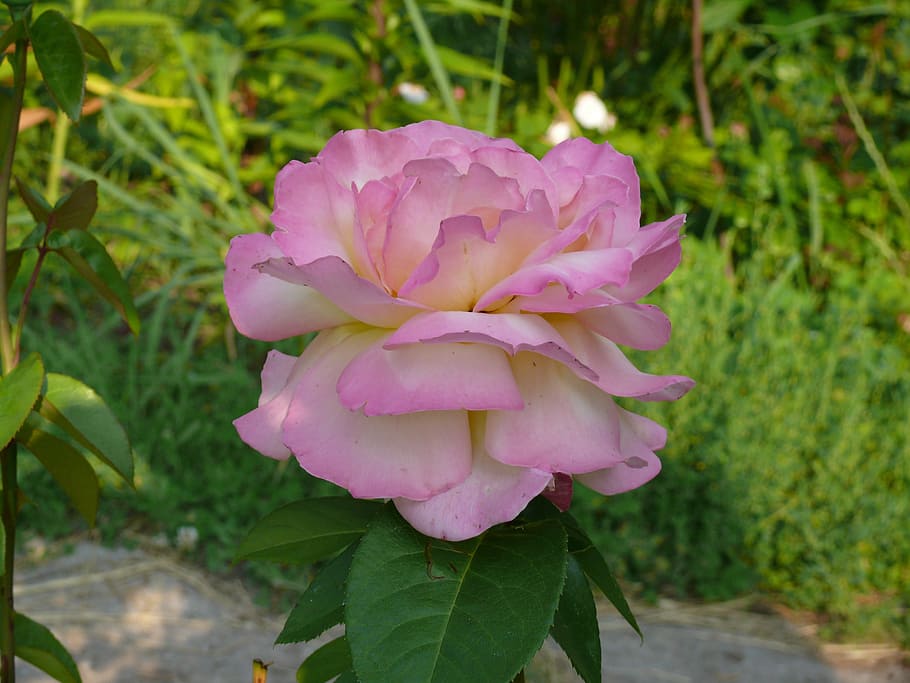 rose, flower, pink rose, plant, flowering plant, beauty in nature HD wallpaper