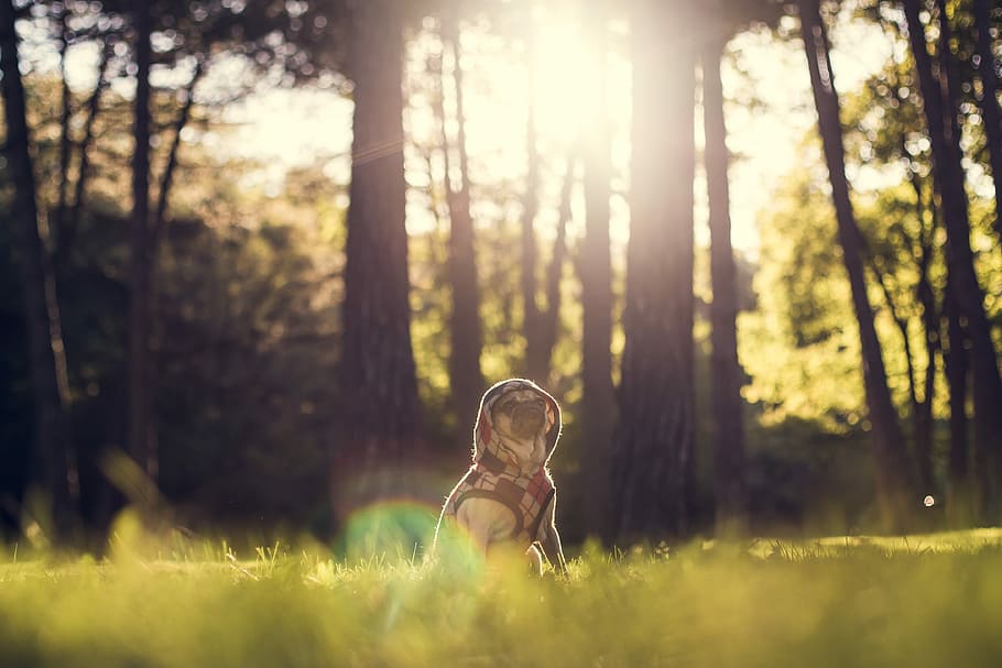 selective focus photography of dog sitting on grass behind trees at daytime, photography of fawn pug with hoodie sitting on green grass HD wallpaper