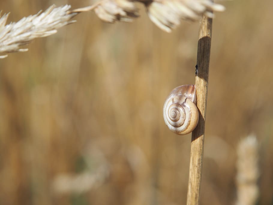 snail, shell, cereals, field, snail shells, nature, spiral HD wallpaper
