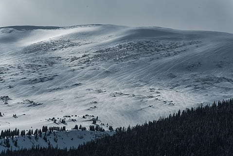 pine trees with snow covered mountain ahead, pine trees near snow covered land HD wallpaper