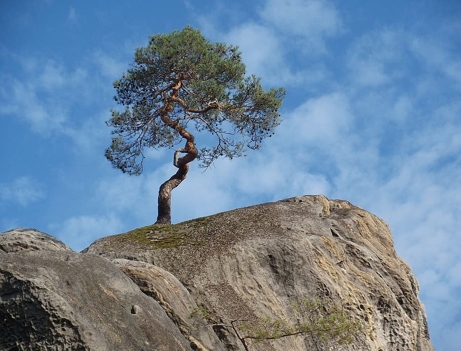 Rock, Tree, Stone, sky, geo top, nature, rock - Object, outdoors HD wallpaper