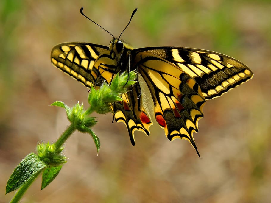 selective focus photo of tiger's swallowtail butterfly, insects HD wallpaper