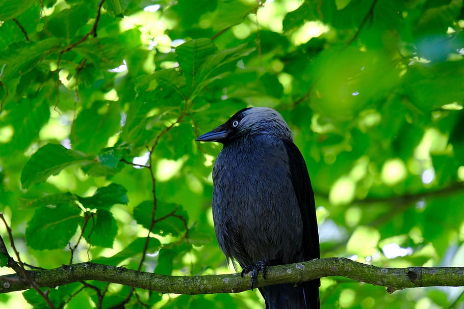 jackdaw, bird, black, raven bird, foraging, curious, waiting off, HD wallpaper