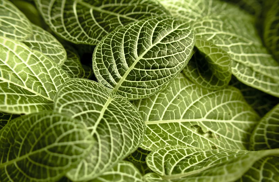 leaves, plan, green, ecology, environment, background, leaf HD wallpaper
