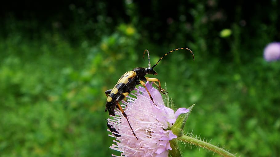 nature, insect, summer, flower, outdoors, animal wildlife, flowering plant HD wallpaper