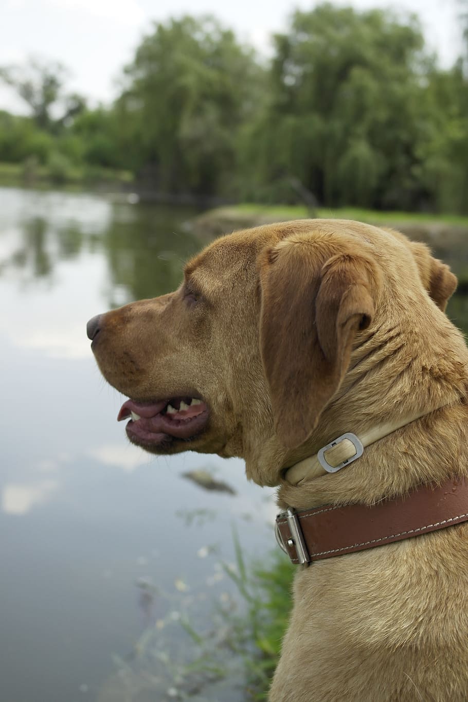 Dog, Lake, Water, pets, animal, outdoors, purebred Dog, canine HD wallpaper