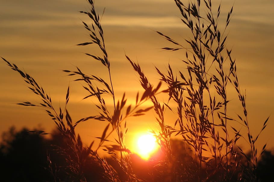 sun, setting sun, evening sky, nature, landscape, sunset, plant HD wallpaper