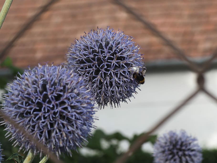 flower, hummel, spider, blue, summer, blossom, bloom, nature HD wallpaper