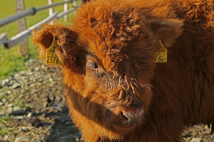 galloway, egg, beef, cattle, animals, agriculture, cow, pasture HD wallpaper