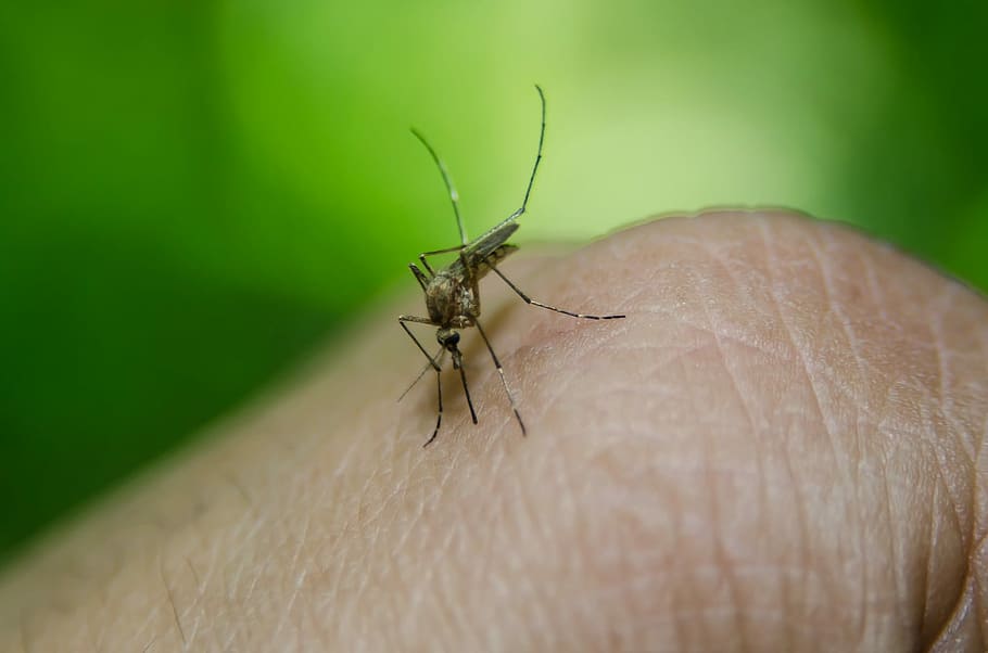 black mosquito bites on human finger in focus photography, Bug