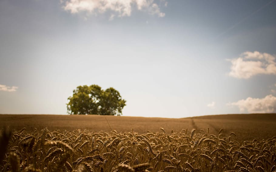 Summer Nature in Denmark, photo of green tree during daytime HD wallpaper