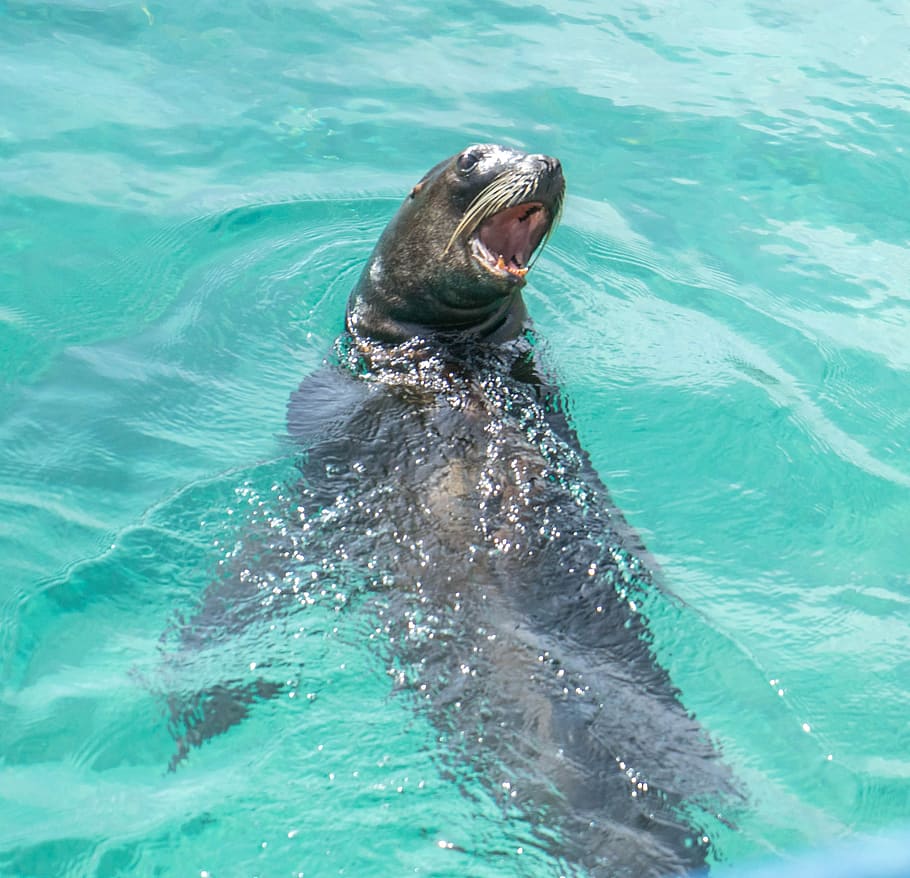 Sea Lion, Lion, Face, Marine, Nature, Wildlife, animal, water, HD wallpaper