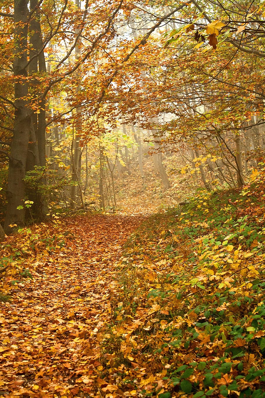 withering tree with fallen leaves on pavement, autumn, forest HD wallpaper