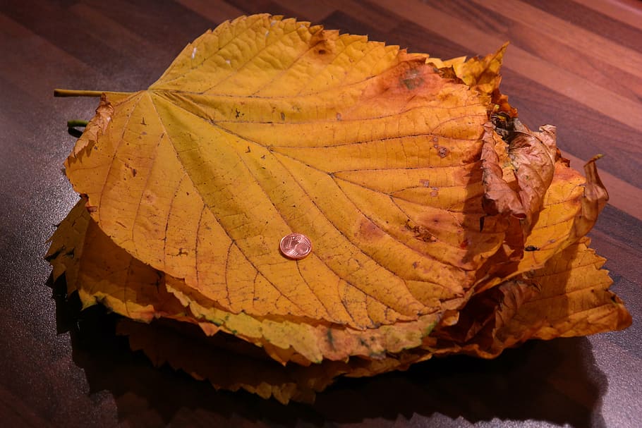 leaf pile, elm leaves, mountain elm, size comparison, cent