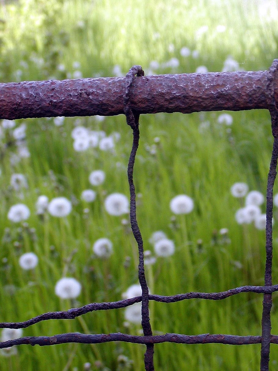 Fence, Old, Rust, Wire, Garden, focus on foreground, outdoors HD wallpaper