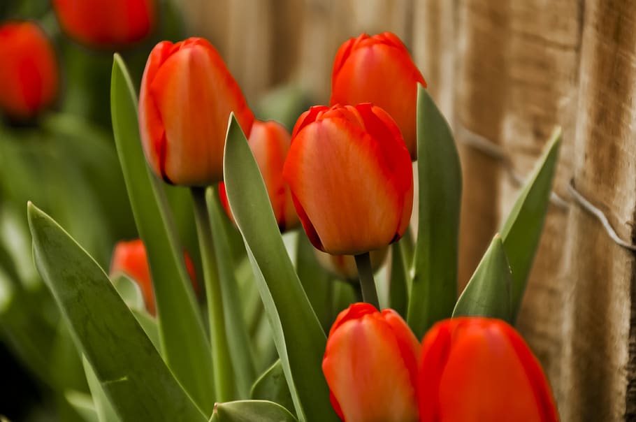 tulips, red, flower, freshness, flowering plant, beauty in nature HD wallpaper
