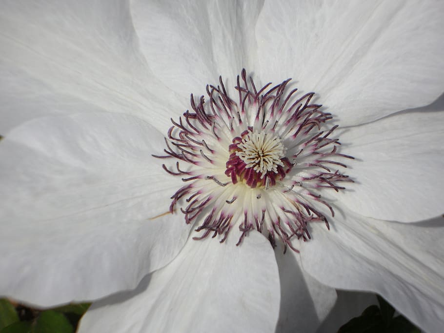 clematis, blossom, bloom, flower, close, white, flowering plant HD wallpaper